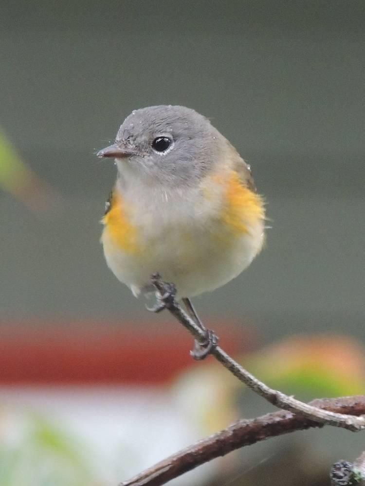 American Redstart by Anita363 is licensed under CC BY-NC 2.0